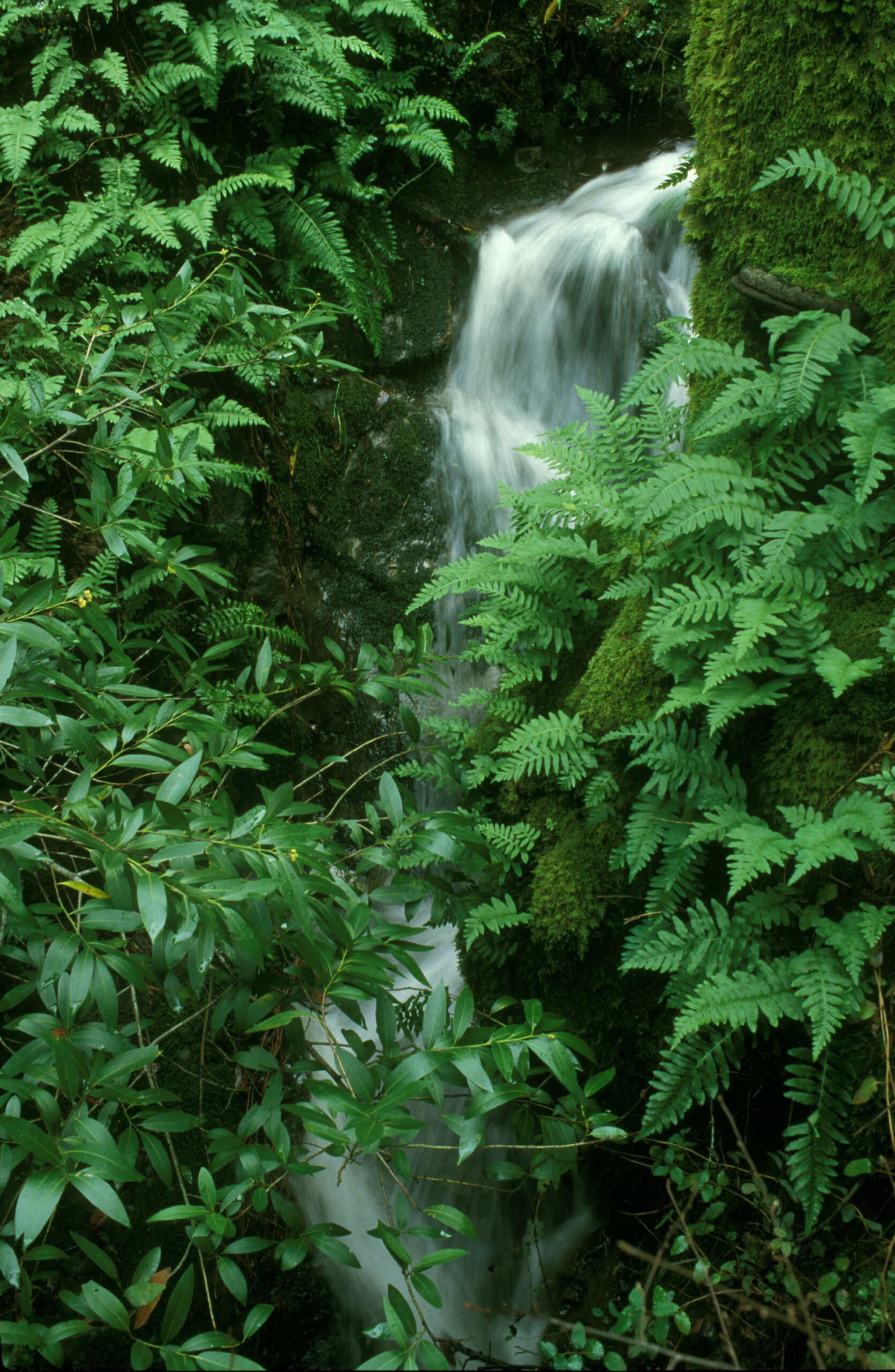 A ferny, ephemeral waterfall near Fairfax