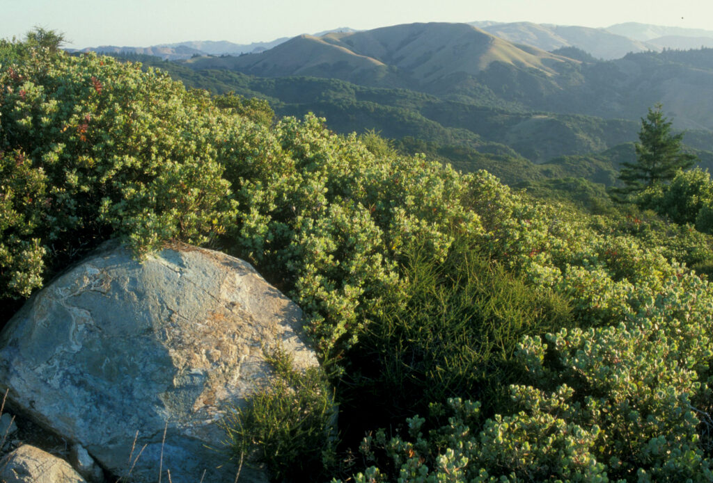 Chaparral covers the hills west of Fairfax, in this view toward White’s Hill.