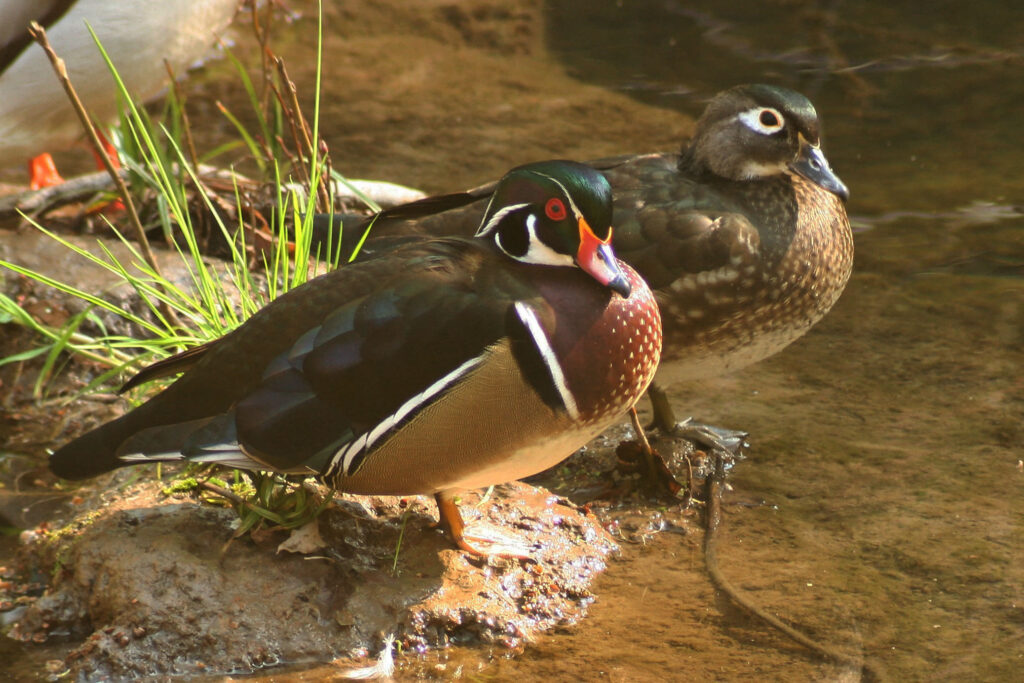 A pair of wood ducks at the creek in Fairfax. Photo by Gary Leo