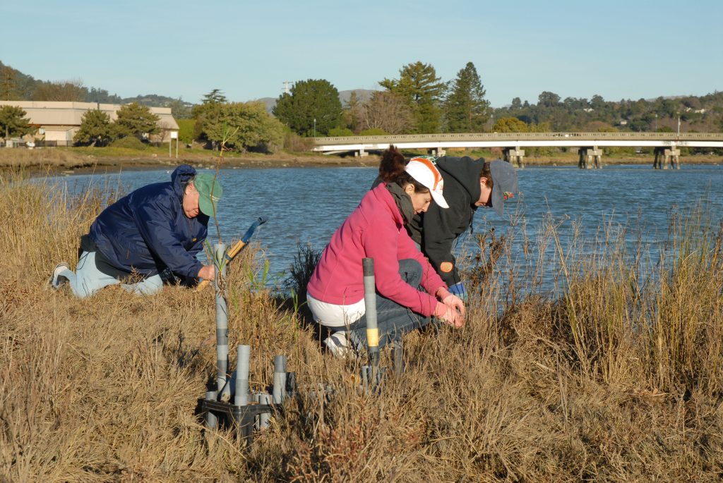 Volunteers install marsh gumplants downstream of Bon Air bridge. Photo by Sandy Guldman