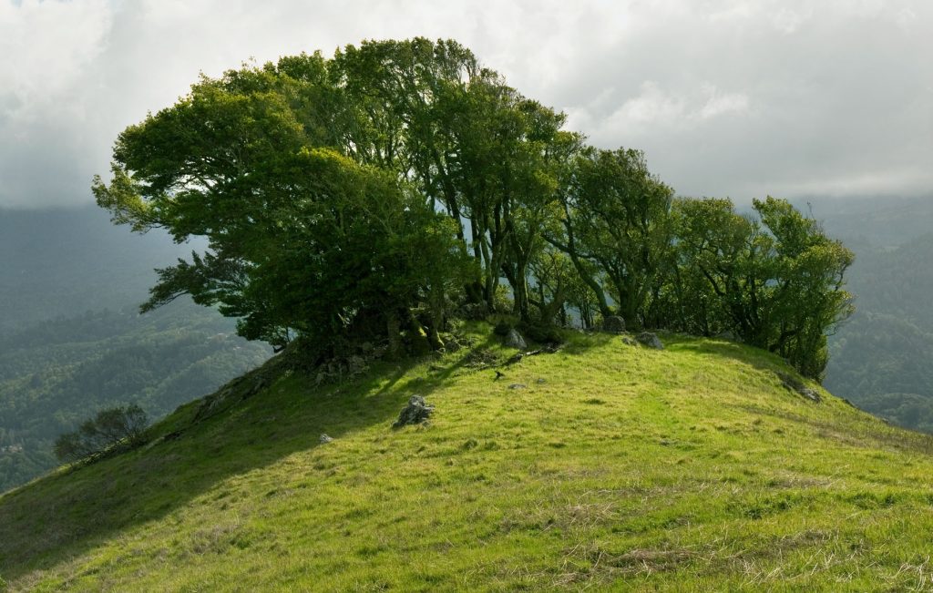 In the Loma Alta Open Space Preserve, bay trees atop a knoll overlook the Fairfax hills.