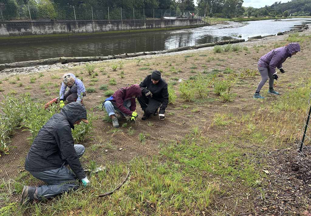 Intrepid volunteers weed the site on a rainy April morning.