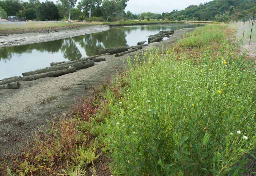 Gumplant is one of the big successes of the new plantings.
